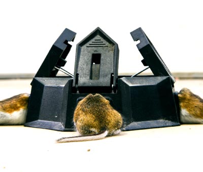 Three mice are eating out a mouse bait station